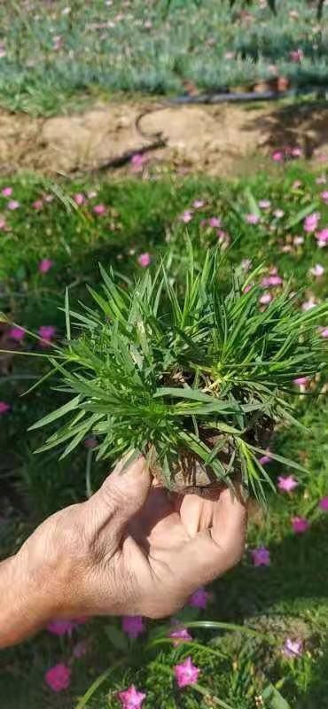 欧石竹小苗    欧石竹批发    欧石竹价格