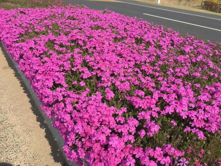 宿根福禄考