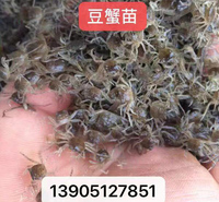 豆蟹苗