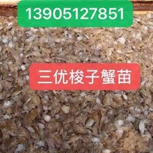 梭子蟹苗