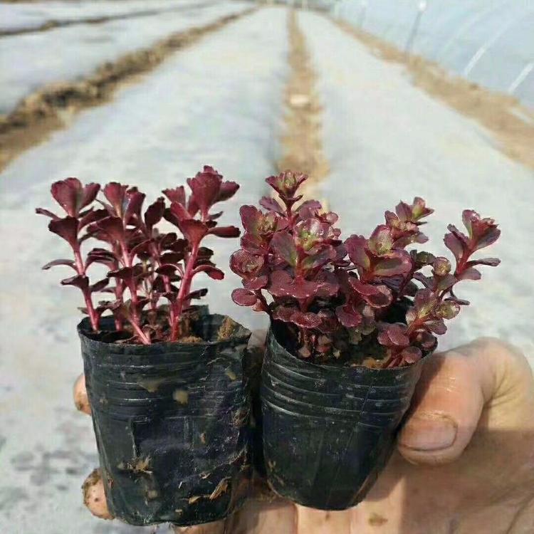 红景天 八宝景天价格八宝景天批发