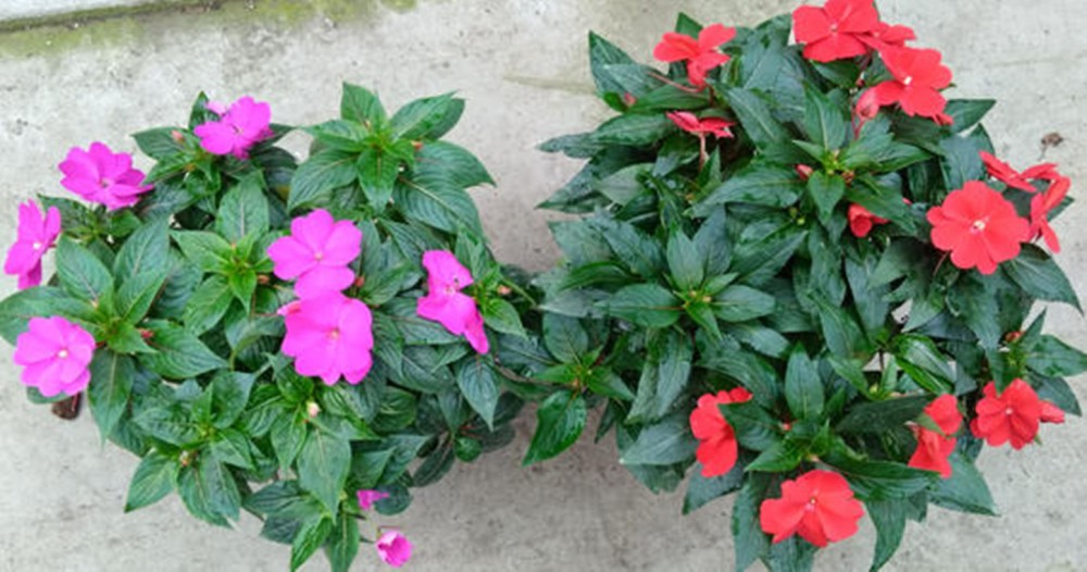 凤仙花 指甲花价格 凤仙花批发