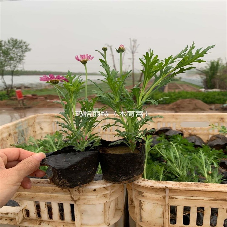 玛格丽特基地玛格丽特木茼蒿盆景盆栽玛格丽特价格