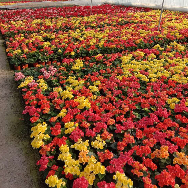 丽格海棠种植基地 苗圃供应现货丽格海棠苗