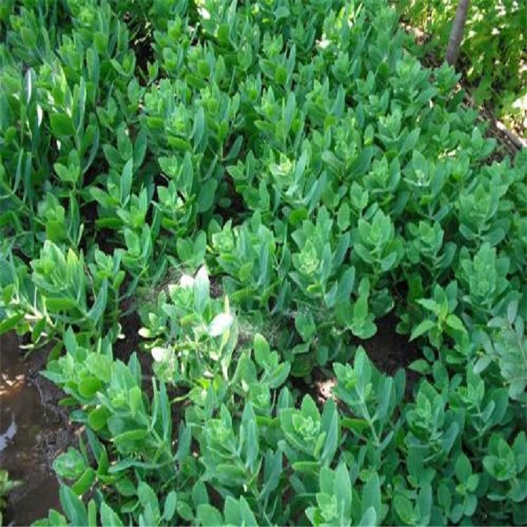山东草花 八宝景天大量批发 青州八宝景天