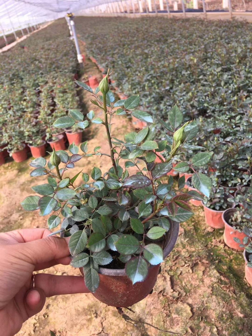 微型月季 微型月季种植基地