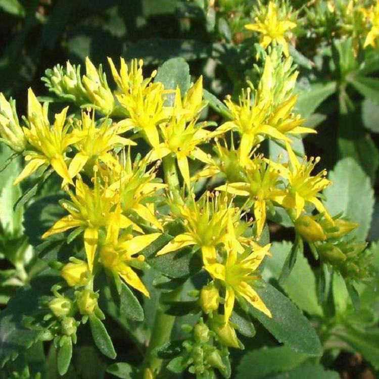 青州市欧润花卉苗木有限公司 标志