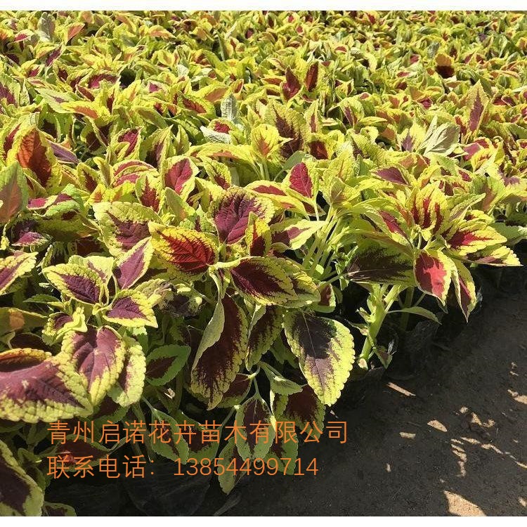 彩叶草批发 彩叶草价格 彩叶草基地 青州花卉
