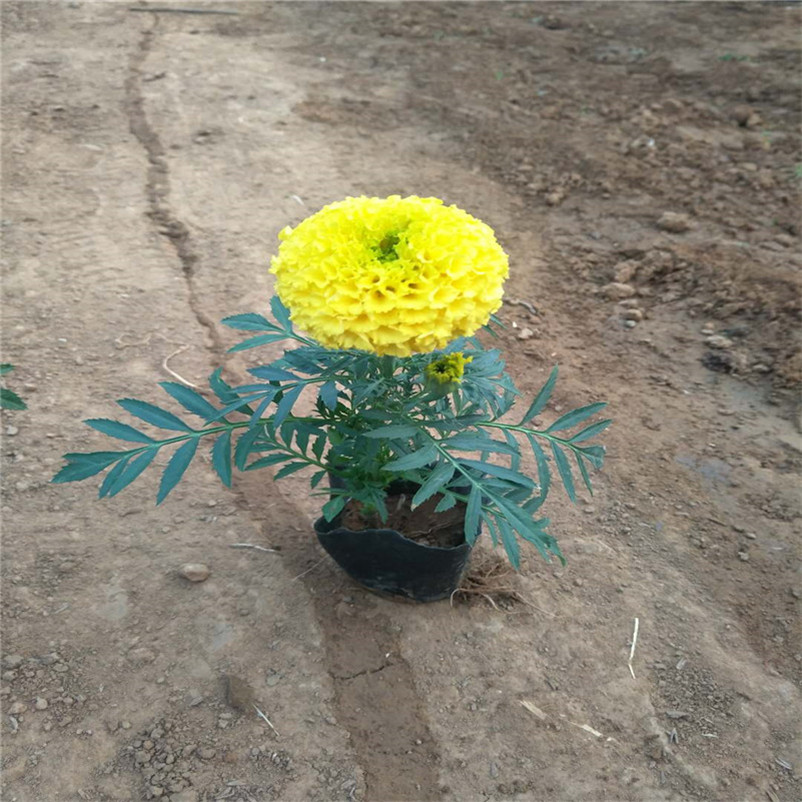 万寿菊营养杯苗 万寿菊耐寒花卉