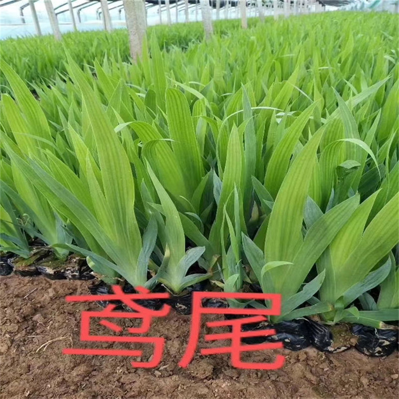 鸢尾租摆花卉 鸢尾开花丛生福禄考