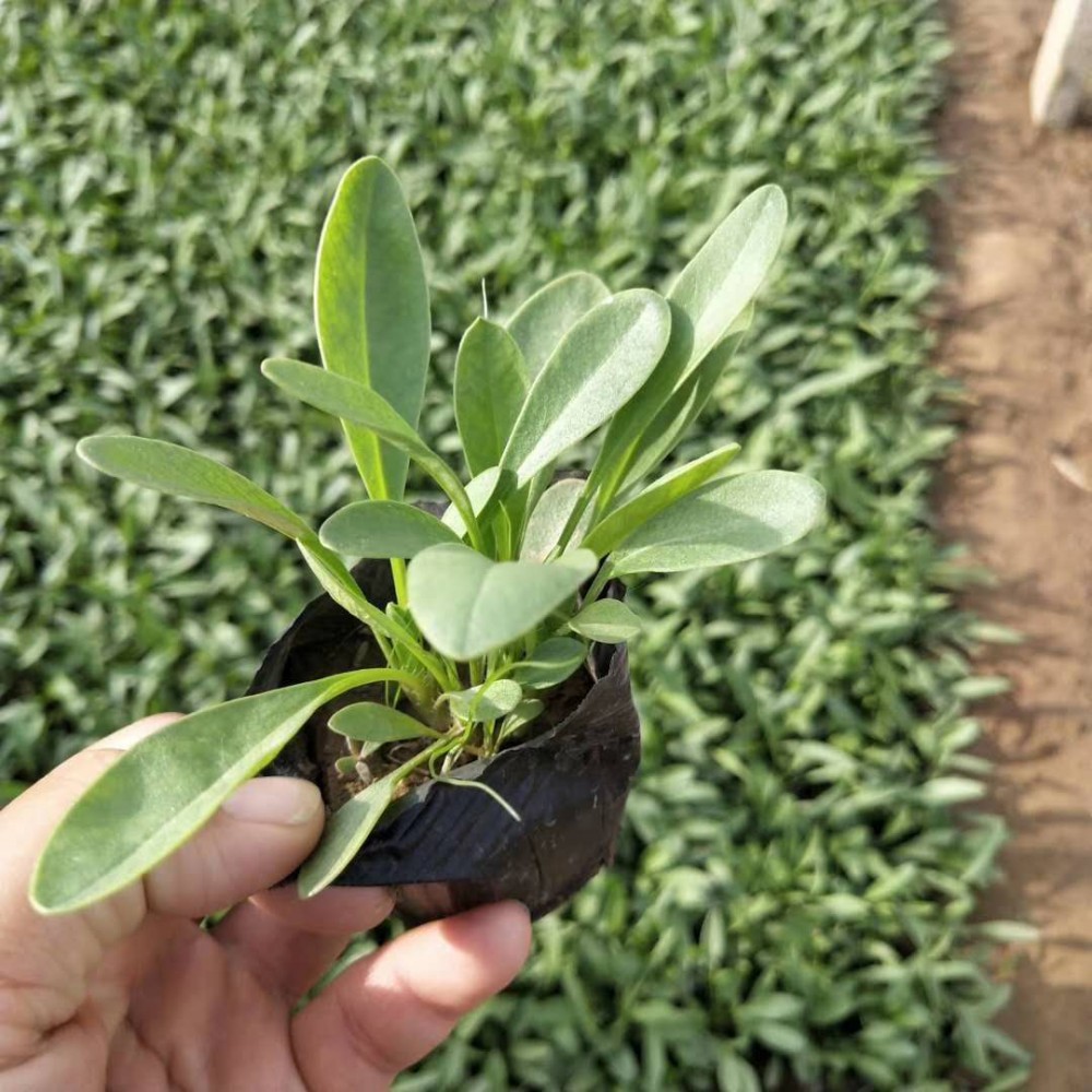 金鸡菊    金鸡菊基地  金鸡菊小苗