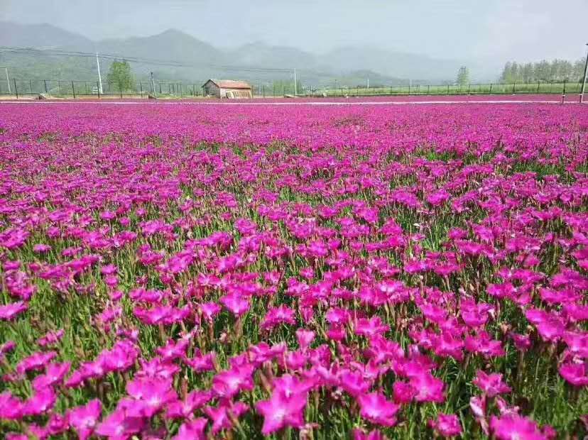 欧石竹  欧石竹基地  欧石竹小苗