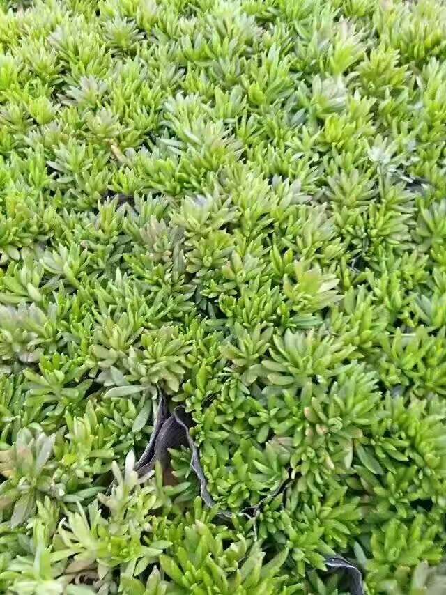 马鞭草  马鞭草基地  马鞭草种子
