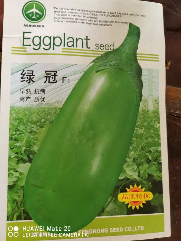 绿茄绿把长茄灯泡茄