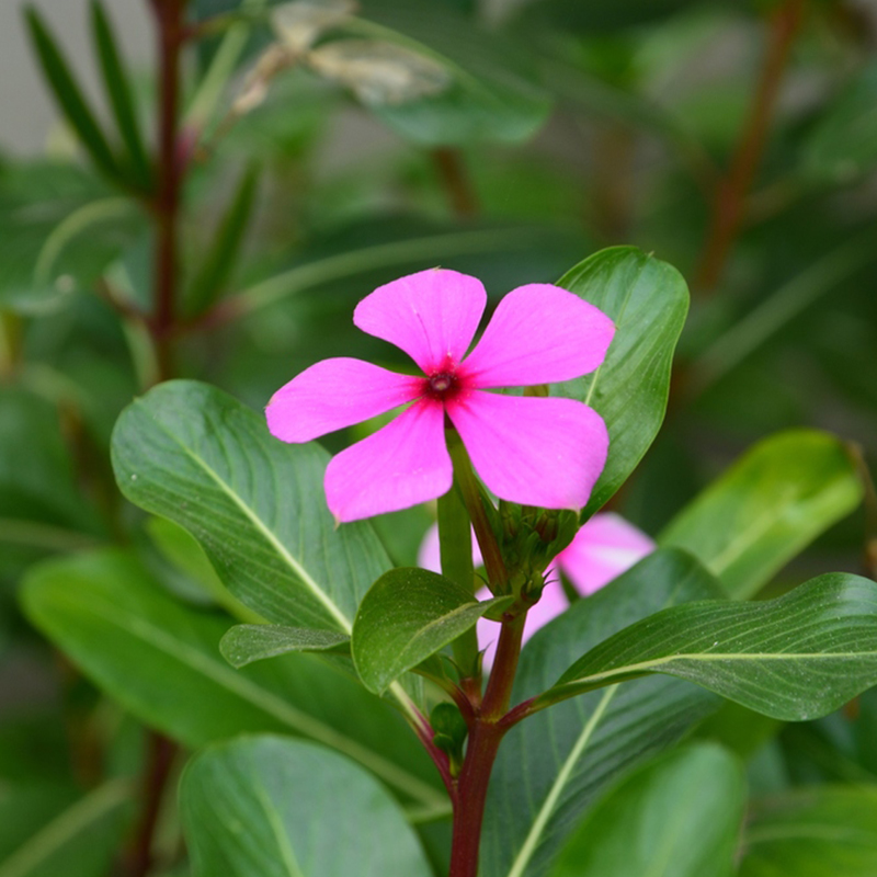 长春花供应基地 山东长春花 价格优惠