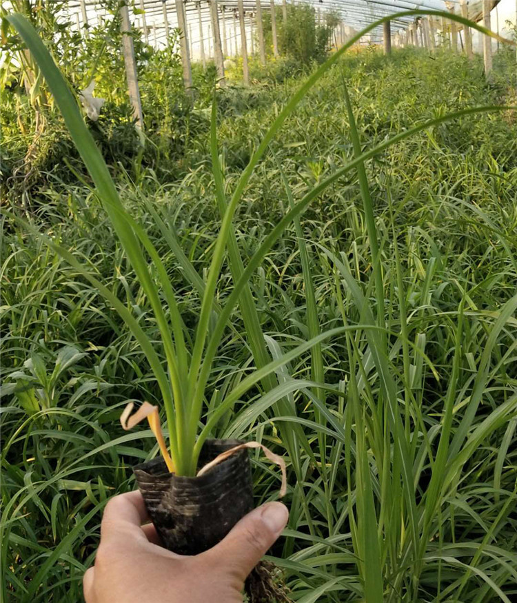 大花萱草价格 苗圃供应 山东大花萱草
