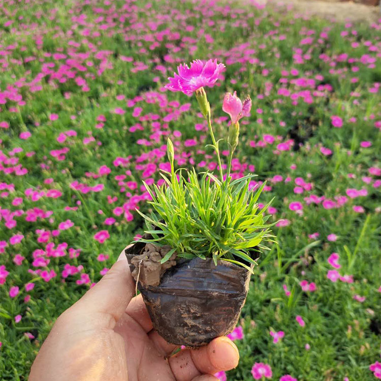 宏胜花卉供销 欧石竹小苗 青州欧石竹小苗 欧石竹批发基地