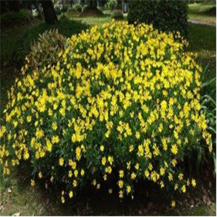 黄金菊基地 批发黄金菊 青州黄金菊
