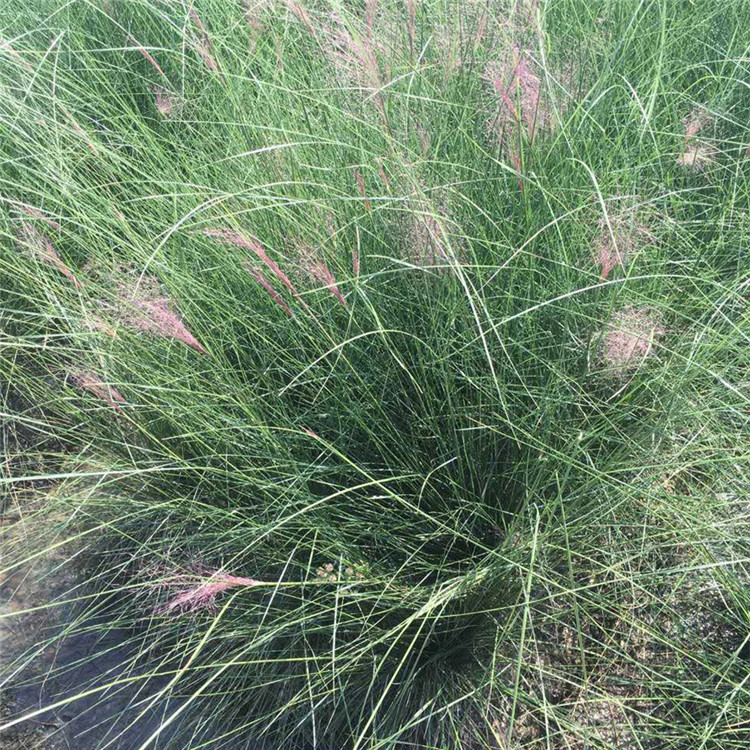 粉黛乱子草行情 基地供应 山东粉黛乱子草苗