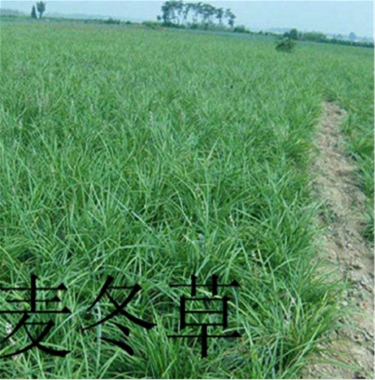 现货供应 麦冬种植基地 山东麦冬草