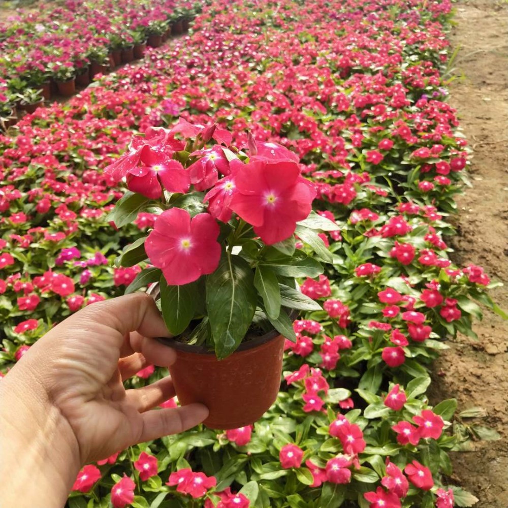 长春花   长春花 基地  长春花小苗  长春花种子