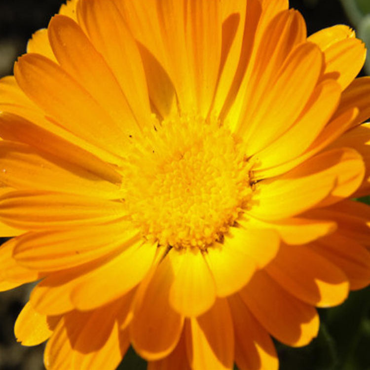 价格从优 青州宿根花卉金盏菊 金盏菊价格