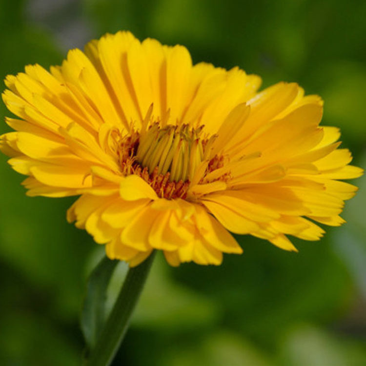 价格从优 山东宿根花卉金盏菊 金盏菊批发