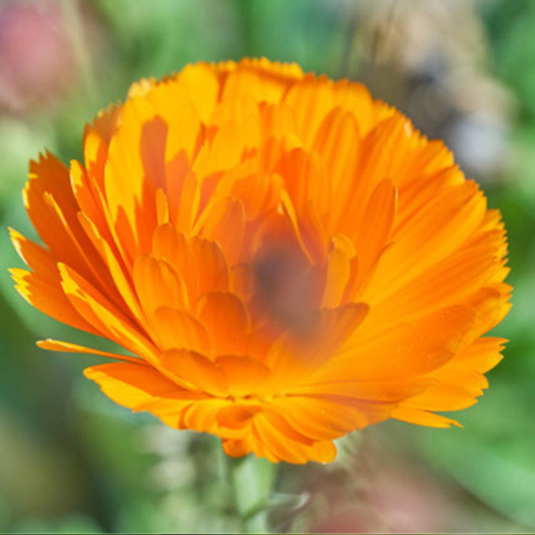宿根花卉金盏菊 山东金盏菊批发 价格从优宿根花卉金盏菊