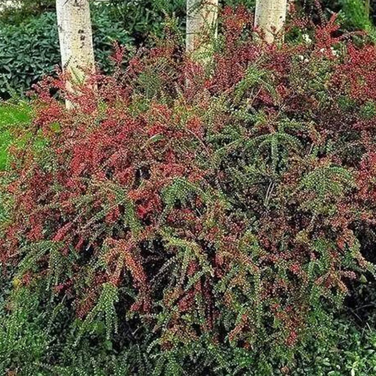 40公分高工程苗平枝荀子 山东平枝荀子批发 工程苗平枝荀子