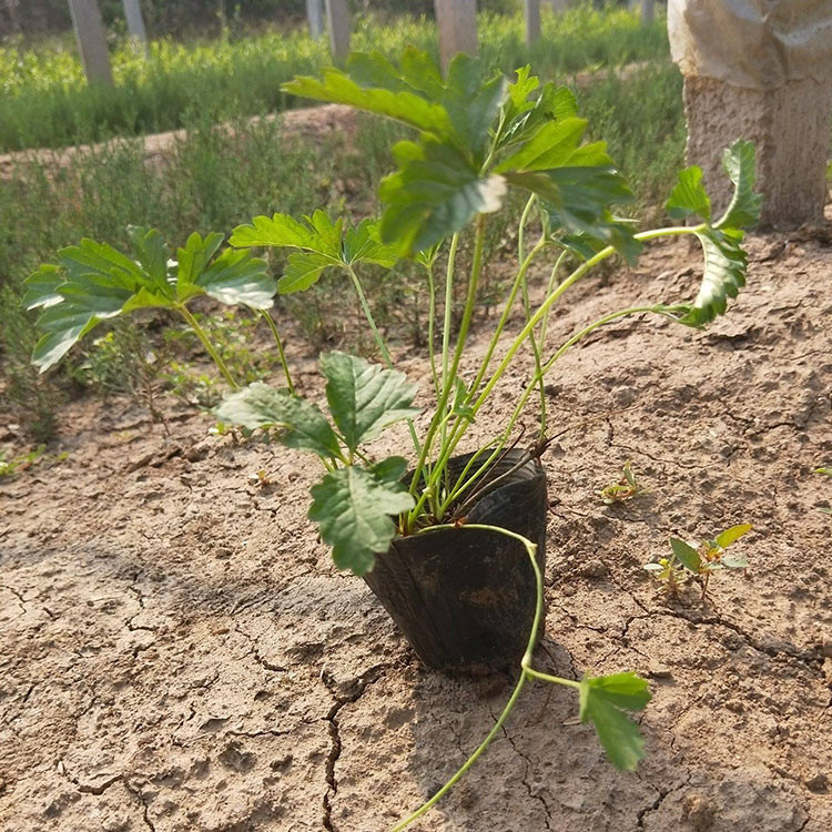 青旺花卉直销三叶委陵菜杯苗 山东三叶委陵菜杯苗 三叶委陵菜基地供应