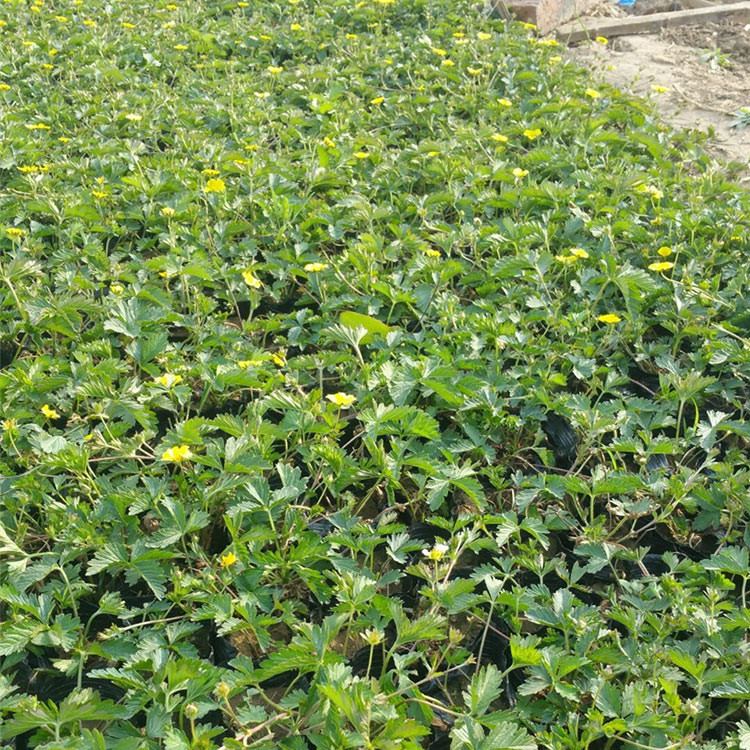 大量批发三叶委陵菜小苗 青州三叶委陵菜小苗 三叶委陵菜报价