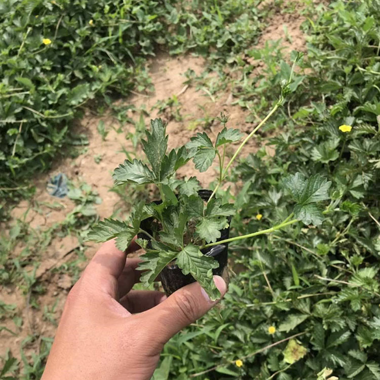 青州三叶委陵菜出售 苗圃批发三叶委陵菜小苗 青旺花卉