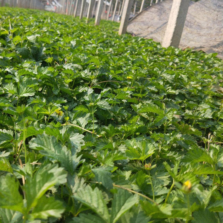 三叶委陵菜种植 山东三叶委陵菜杯苗 基地批发三叶委陵菜杯苗