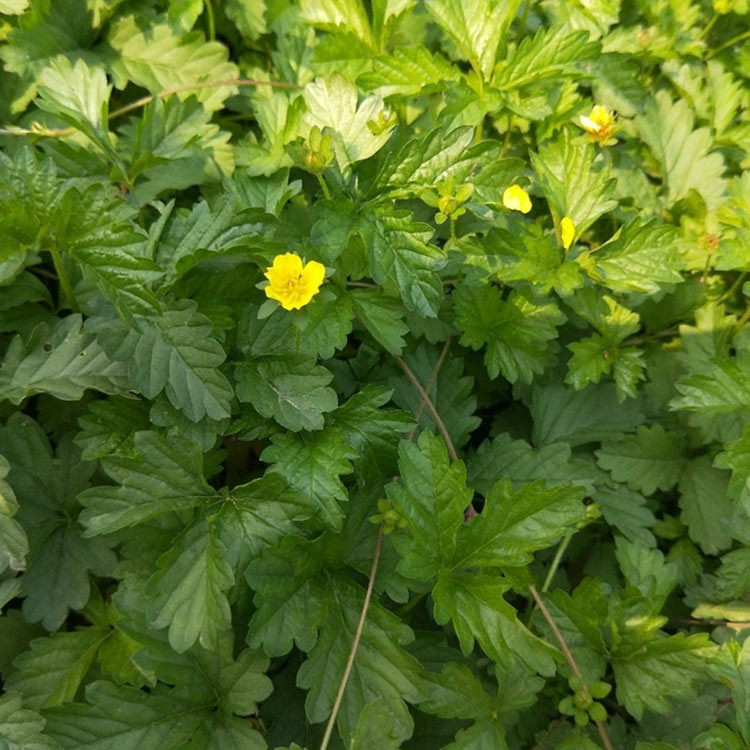 三叶委陵菜出售 大量批发三叶委陵菜小苗 请联系青旺花卉