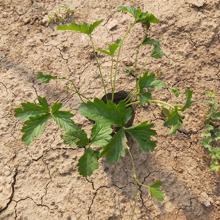 三叶委陵菜报价 青州三叶委陵菜小苗 基地批发三叶委陵菜小苗