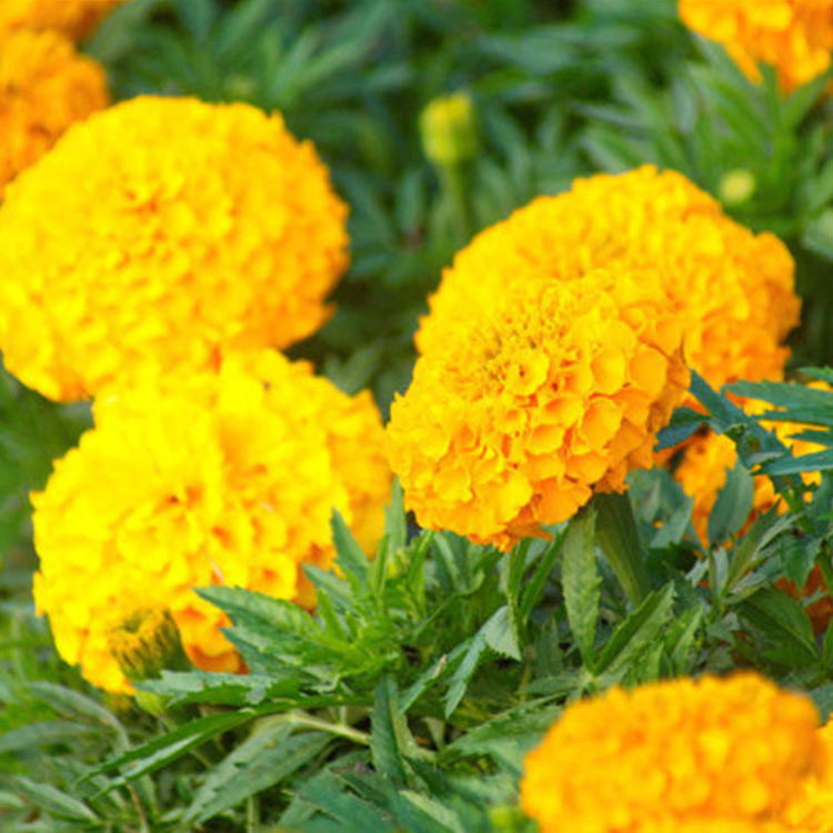 青旺花卉 宿根万寿菊 青州万寿菊供应商