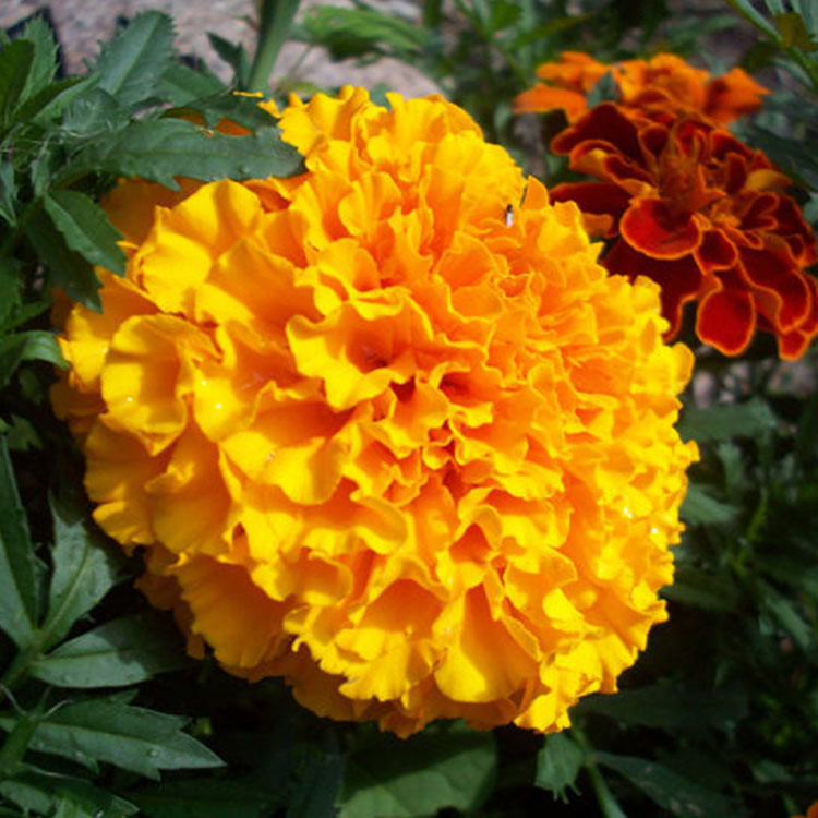 基地批发万寿菊 山东万寿菊 万寿菊价格