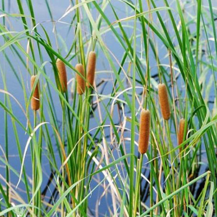 采购基地 小香蒲种苗 青州水生植物供应商 小香蒲报价