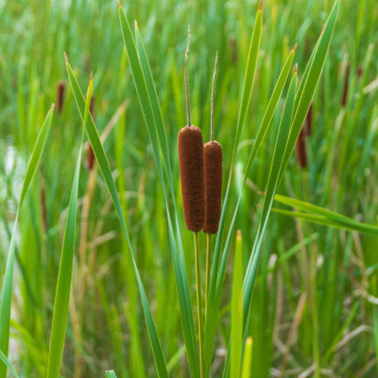 小香蒲 青州水生植物供应商 基地种植 小香蒲报价