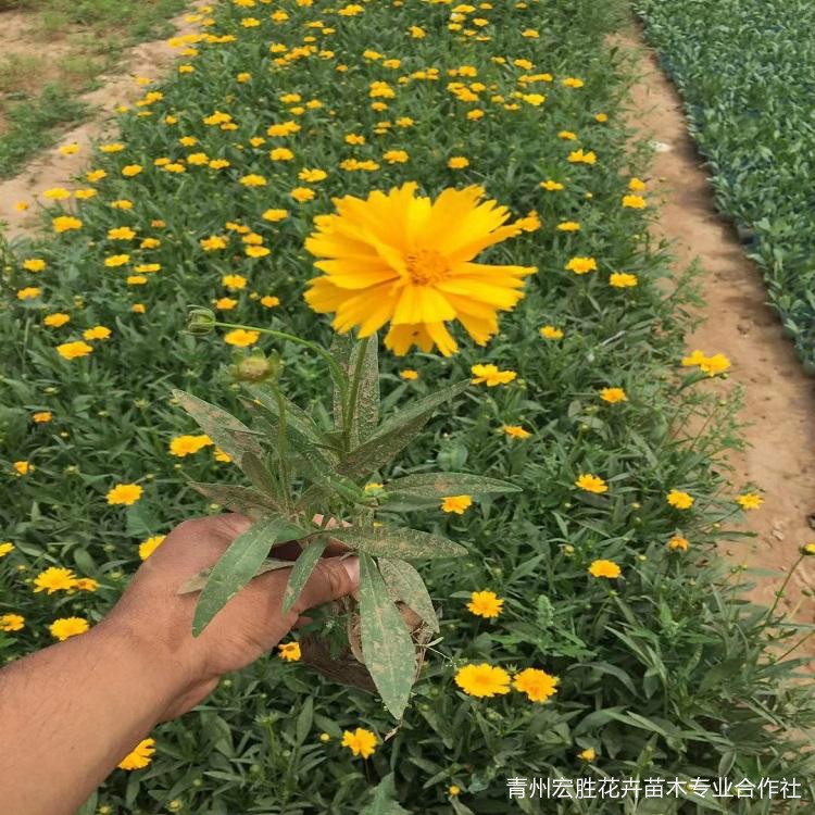 金鸡菊    金鸡菊小苗    金鸡菊基地