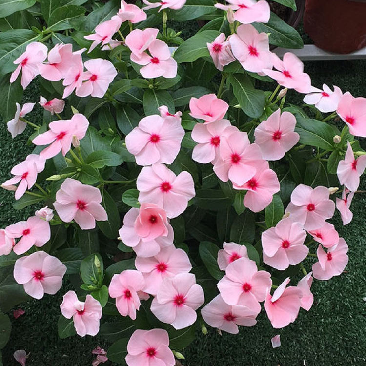 长春花种苗 长春花批发 花海优良品种 青州草花基地