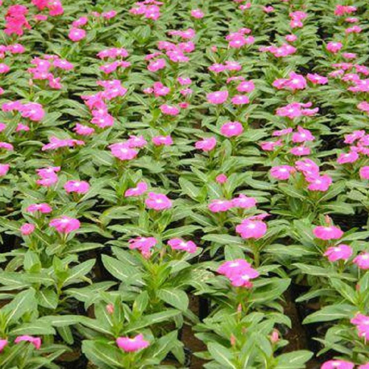 基地供应长春花 青州草花基地 长春花价格