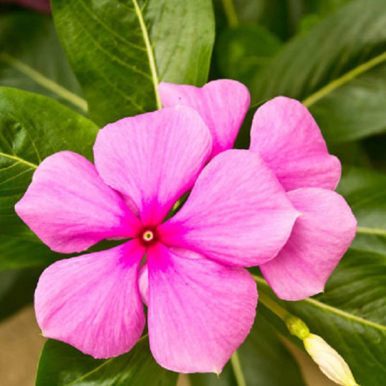 我苗圃批发长春花种苗 青州草花批发 长春花基地