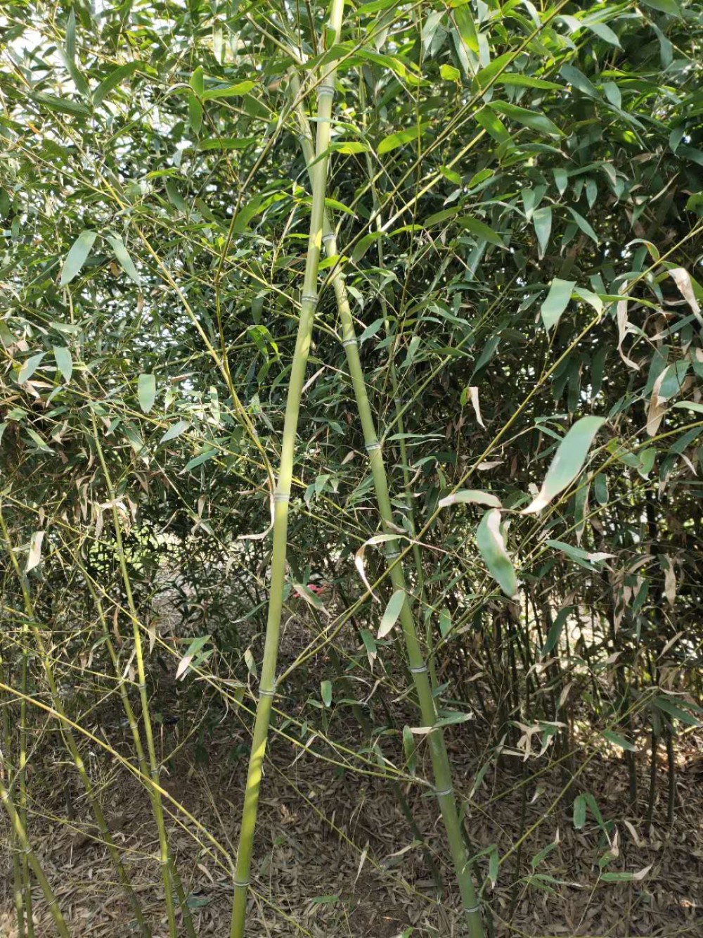 绿化竹子    银环竹   早园竹   毛竹   翠竹