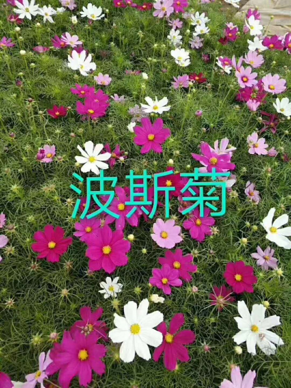 波斯菊   波斯菊小苗  波斯菊基地  波斯菊种子  硫华菊种子