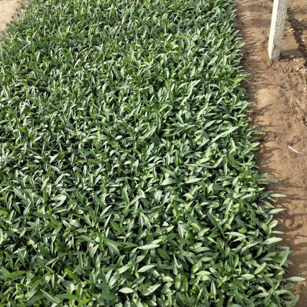 金鸡菊 金鸡菊小苗  金鸡菊基地  金鸡菊种子 重瓣金鸡菊  矮生金鸡菊