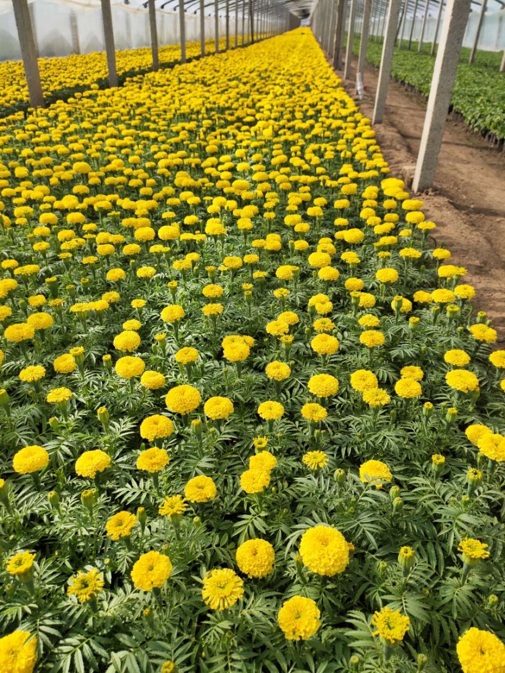 孔雀草  橘红孔雀草 孔雀草基地  孔雀草小苗  孔雀草种子 黄孔雀草