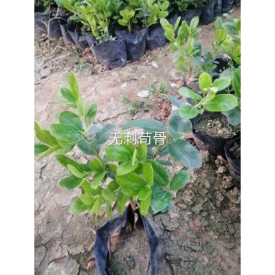 无刺枸骨批发 大量出售无刺枸骨 无刺枸骨