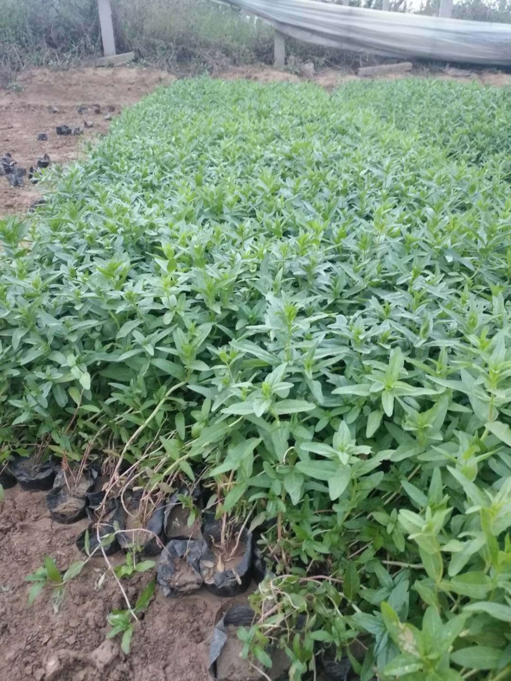 千屈菜  露天千屈菜  千屈菜基地 多芽千屈菜  千屈菜小苗 千屈菜种子