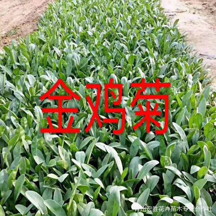 金鸡菊  金鸡菊基地  金鸡菊小苗 供应金鸡菊  金鸡菊种子